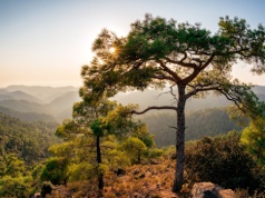 Świeże warzywa, bujna roślinność i smak halloumi. Dlaczego Cypr warto odwiedzić na wiosnę