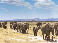 Słonie wędrują stadami w poszukiwaniu wody i jedzenia
