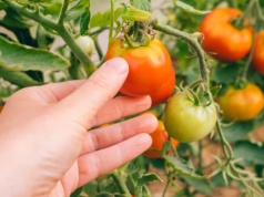 Tego sygnału nie ignoruj. Inaczej zapomnisz o zbiorach pomidorów