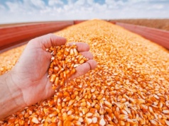 Francja stoi w obliczu gwałtownego spadku zasiewów kukurydzy