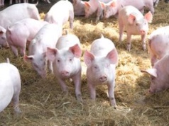 Rolnicy boją się pozwów o smród. Piszą listy do gmin