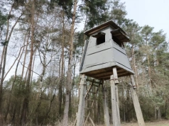 Dziki wymykają się spod kontroli. Bez masowego odstrzału nie zatrzymamy kryzysu?