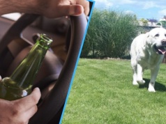 Przyjechał adoptować psa. Pracownicy schroniska wezwali policję