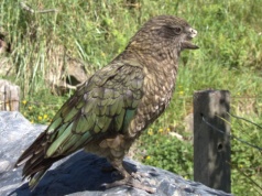 Bruce – niepełnosprawny ptak, który wywalczył sobie pozycję samca alfa