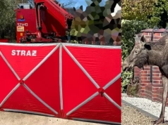 Dramat łosia uwięzionego na ogrodzeniu w Mysłowicach. Zwierzęcia nie udało się uratować