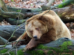 Tragiczne spotkanie w lesie. Ekspertka wskazała na zaniedbania