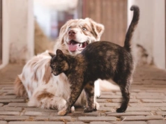 Kolejna gmina rusza z akcją kastracji zwierząt. Można skorzystać z bezpłatnych zabiegów