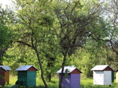 Rekordowe wsparcie dla pszczelarzy i nowe przepisy dla miodu od 2026 roku