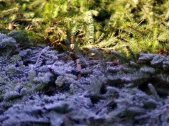 Alert pierwszego stopnia w Ciechanowie i okolicy