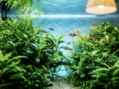 Masz w domu akwarium? Lepiej uważaj, bo grozi ci kara do miliona złotych