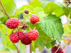Już czas posadzić maliny z pojemników. Działaj, a owoce obsypią krzaczki