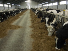 Stawki dobrostanu zwierząt 2025 już obowiązują. ARiMR może naliczać wypłaty