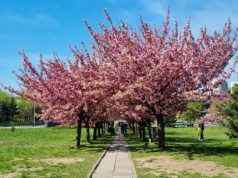 Czas na wycieczkę do Bronowic. Wiśnie już kwitną