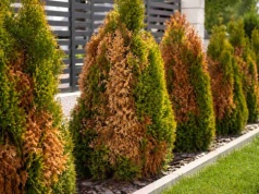 Nie kasuj brązowych tui. Ten prosty zabieg przywróci im życie