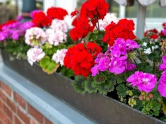 Pelargonie kuszą już w sklepach. Wystawić na balkon czy poczekać? Eksperci nie mają wątpliwości
