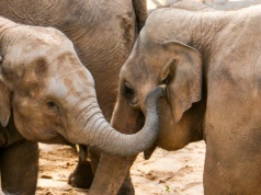 Słonice z Niemiec trafią do Polski. Decyzja na poziomie europejskim