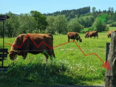 Nowe stawki dobrostanu 2025. Wzrost tylko na papierze