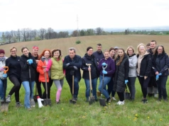 Na Wiszniaku posadzili japońskie wiśnie. Powstanie wyjątkowa aleja