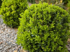 Większość robi to za późno. Te trzy daty są kluczowe dla bukszpanu