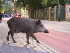 Henia zabito na placu zabaw, locha zginęła pod szpitalem. Miasta strzelają do dzików i łamią prawo
