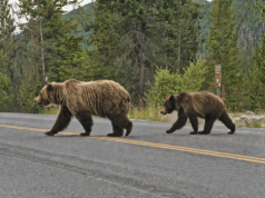 Niedźwiedzie blisko przedszkola. Gmina wydała ostrzeżenie dla mieszkańców