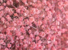 Gipsówka będzie stała w wazonie kilka miesięcy. Wystarczy, że zrobisz to