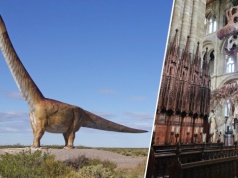 Tytanozaur w kościele. Prehistoryczny gigant na wyjątkowej wystawie