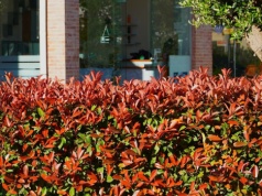 Zamiast tui posadź to. Ten krzew robi furorę w ogrodach przez cały rok