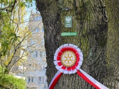 Szczecińskie dęby stały się symbolem i zyskały nazwę