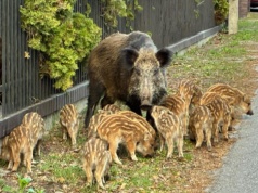 Locha na warszawskim skwerze pobiła rekord