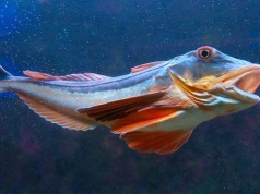 Ta ryba chodzi po dnie i gdacze jak kura. Polacy ją ignorują