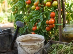 To nie żart. Włosi używają TEGO, by ich pomidory miały po 1 kg