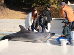 NIE! Dla delfinarium! Szokujące dane nowego raportu! Ponad 3 tys. delfinów w niewoli