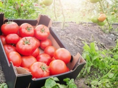 Prosty środek pomoże twoim pomidorom. Będą rosły jak na drożdżach