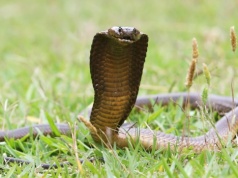 Horror w turystycznym raju Polaków. Podczas pokazu wąż ukąsił jednego z gości. "Nie żyje"
