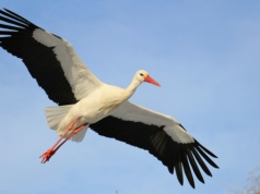 Bociany w podróży. Od technologii śledzenia do ochrony ptasich szlaków