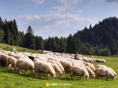 Wiosenny redyk oraz niezapomniana majówka – odkryj magię Szczawnicy i Palenicy w długi weekend