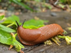 3 łyżeczki na litr wrzącej widy. To usuwa ślimaki z ogrodu w dwa-trzy dni
