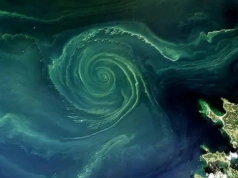 Gigantyczny zielony wir na Bałtyku. Naukowcy alarmują