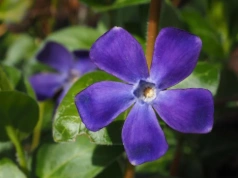 Zamiast trawy posiej to – ogród bez koszenia, który zachwyca przez cały sezon