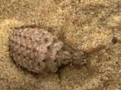 Bezwzględny łowca tkwi w piasku. To protoplasta bestii z "Gwiezdnych wojen"