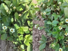 Mróz już zrobił swoje na truskawkach. Straty sięgają 90%