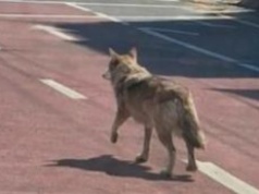 Korea Południowa: "Dla zabawy" wygenerował wilka. Został zatrzymany