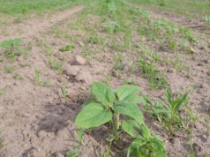 Kiedy można odchwaszczać słonecznik powschodowo? To nie zawsze proste