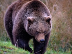 Leśnicy sadzą drzewa owocowe, mają zatrzymać niedźwiedzie w górach