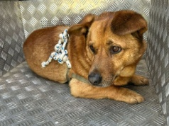 Zostawił psa na pewną śmierć? Szokujące odkrycie w Stalowej Woli!