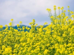 Spóźniona faktura a rozliczenie VAT – jak postąpić i czy grożą sankcje?