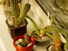 Kaktusy zachwycają kwiatami i kształtami