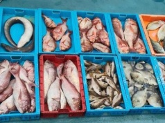 Nielegalne połowy w rezerwacie La Graciosa. Skonfiskowano 230 kg ryb