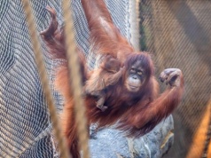 W Orientarium ZOO Łódź urodził się orangutan sumatrzański. To jeden z najrzadszych gatunków